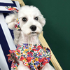 Wholesale Lovely Skirt Pet Dog Summer Dress